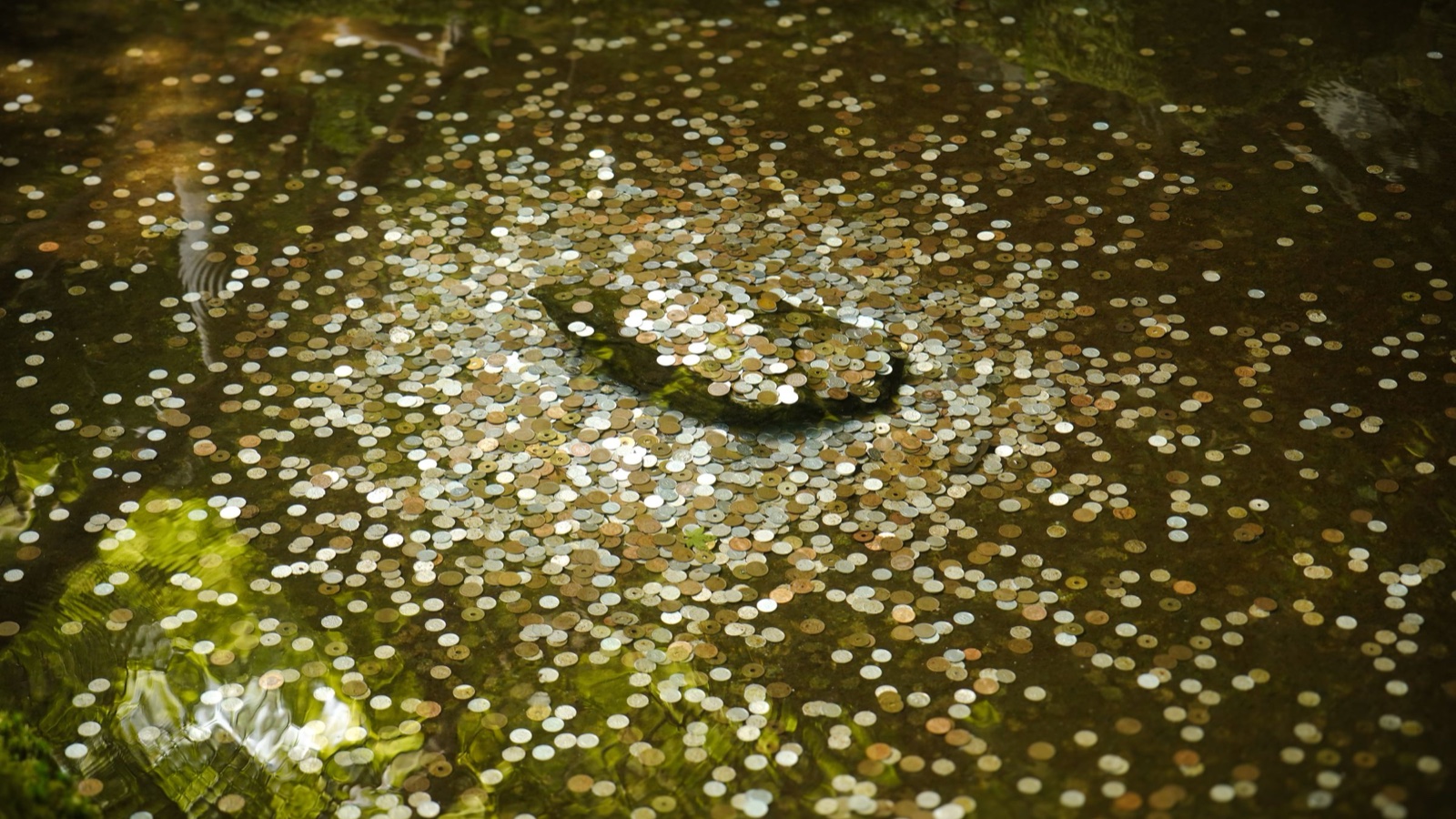 Hundreds of coins lie together under clear shallow water in a shrine pond.