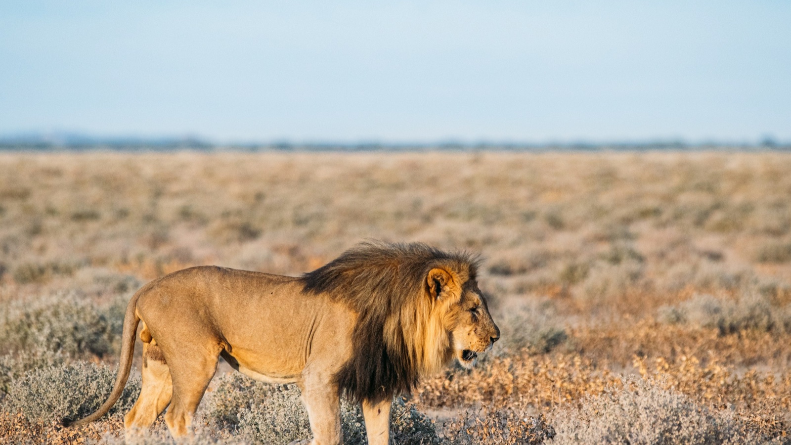 A male lion walks across a dry golden savanna under a pale blue sky.