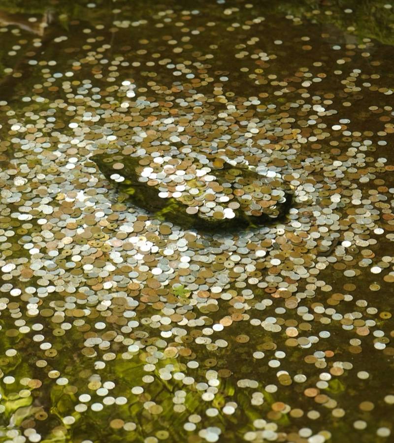 Hundreds of coins lie together under clear shallow water in a shrine pond.